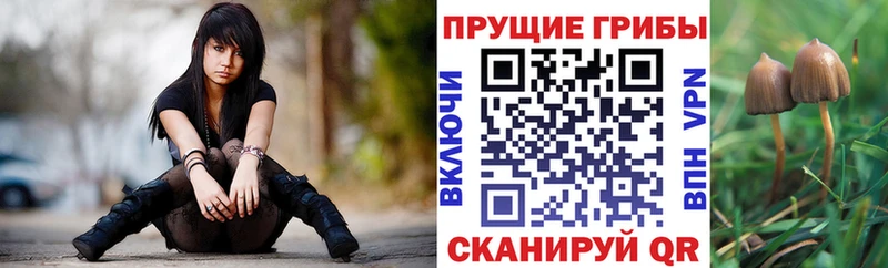 Купить закладки  Магадан  Псилоцибиновые грибы мицелий 